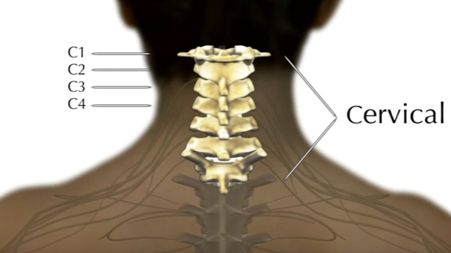 Diagram showing the cervical portion of the spine 